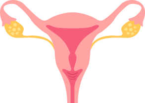 Ilustrace dělohy